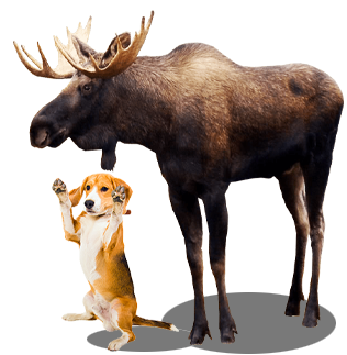 Brake Replacements Calgary Brake Replacements Calgary